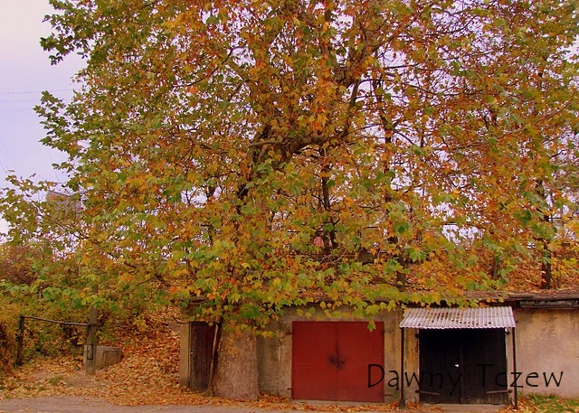 platan _podworze_1 Maja3.JPG