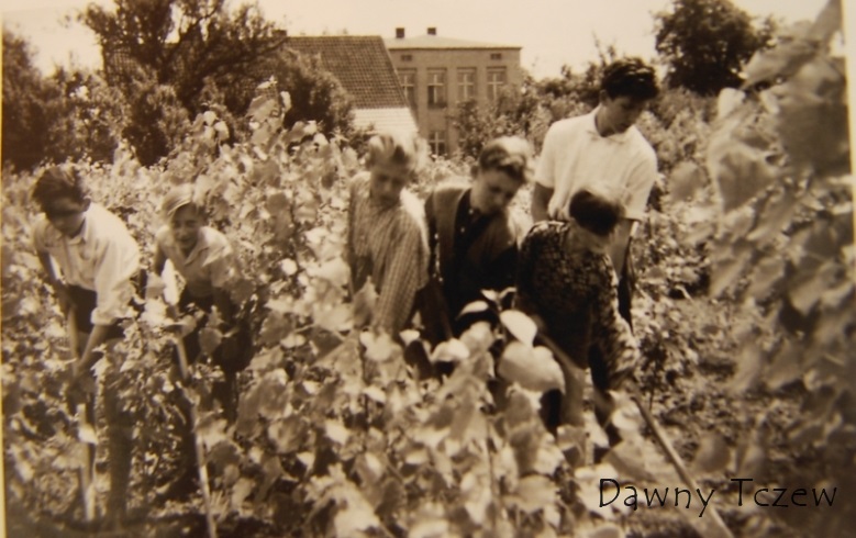 szkolka topoli.jpg