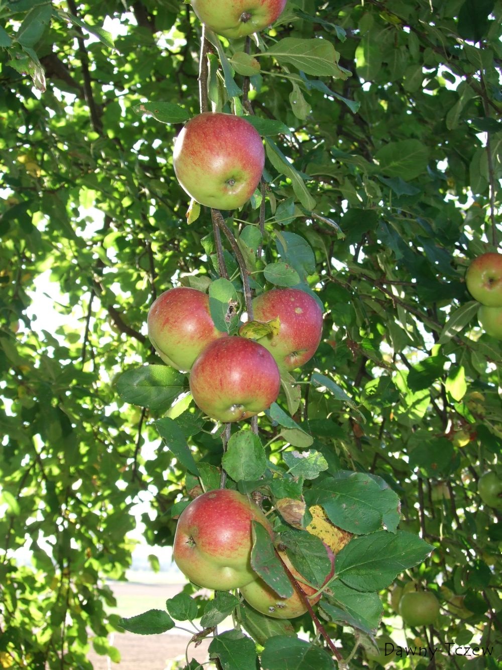 Jablka.jpg