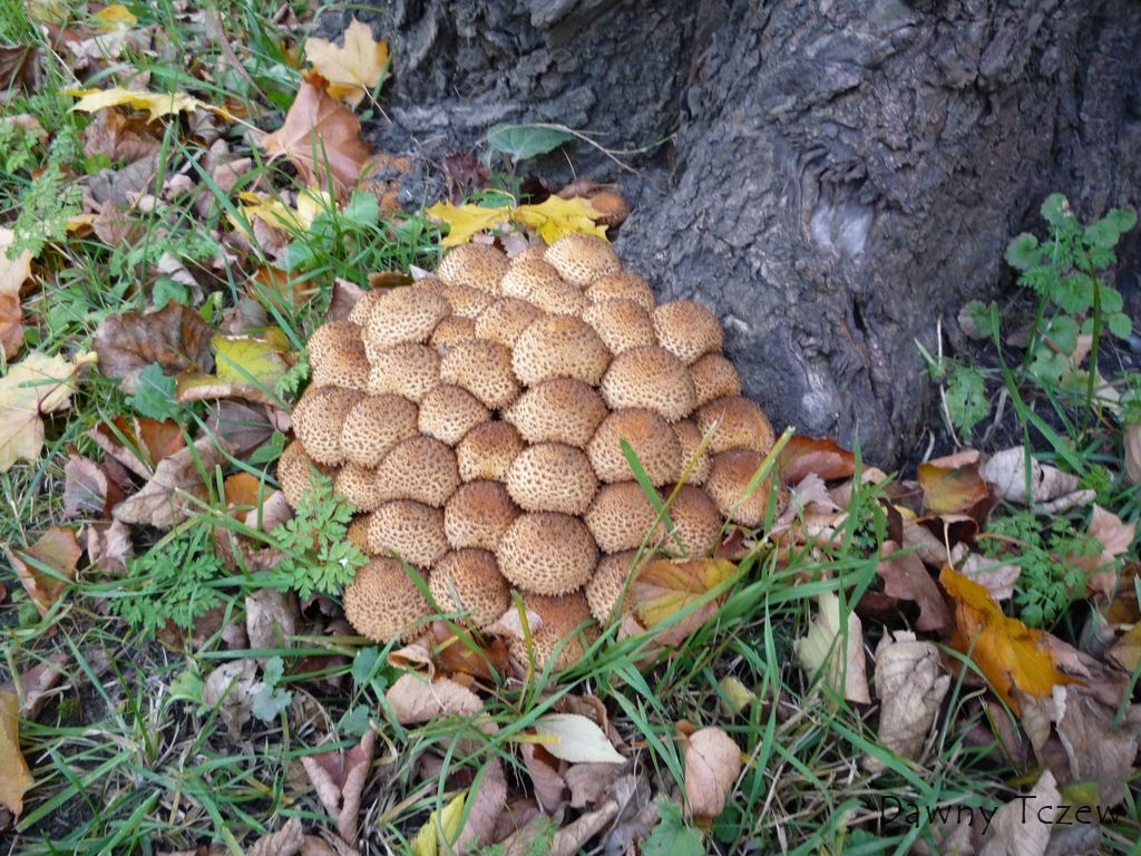 grzyb 1.jpg