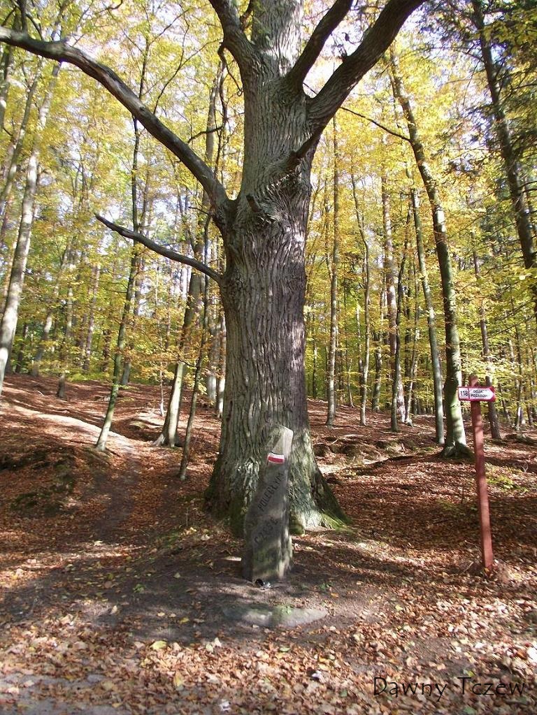 DSCFDuże.JPG