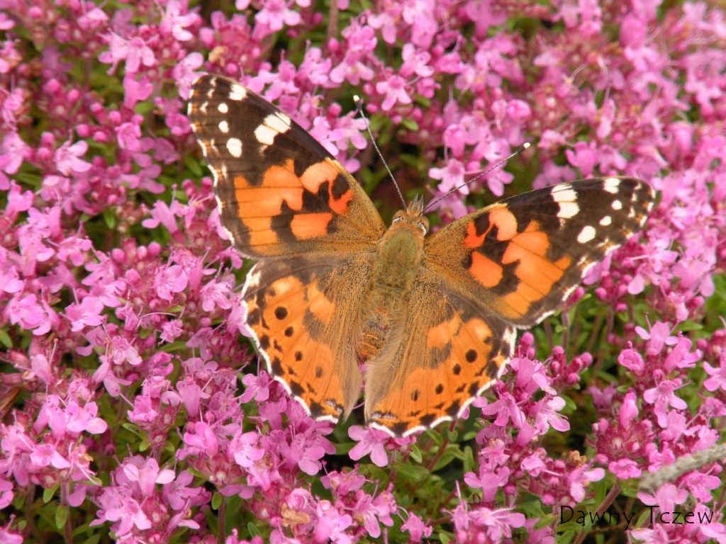 Motylek.jpg