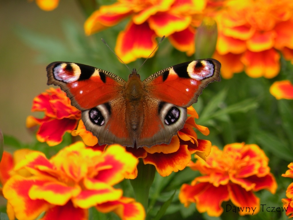 Motylek1.jpg