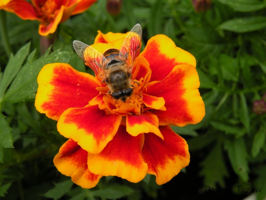 Pszczoła.jpg