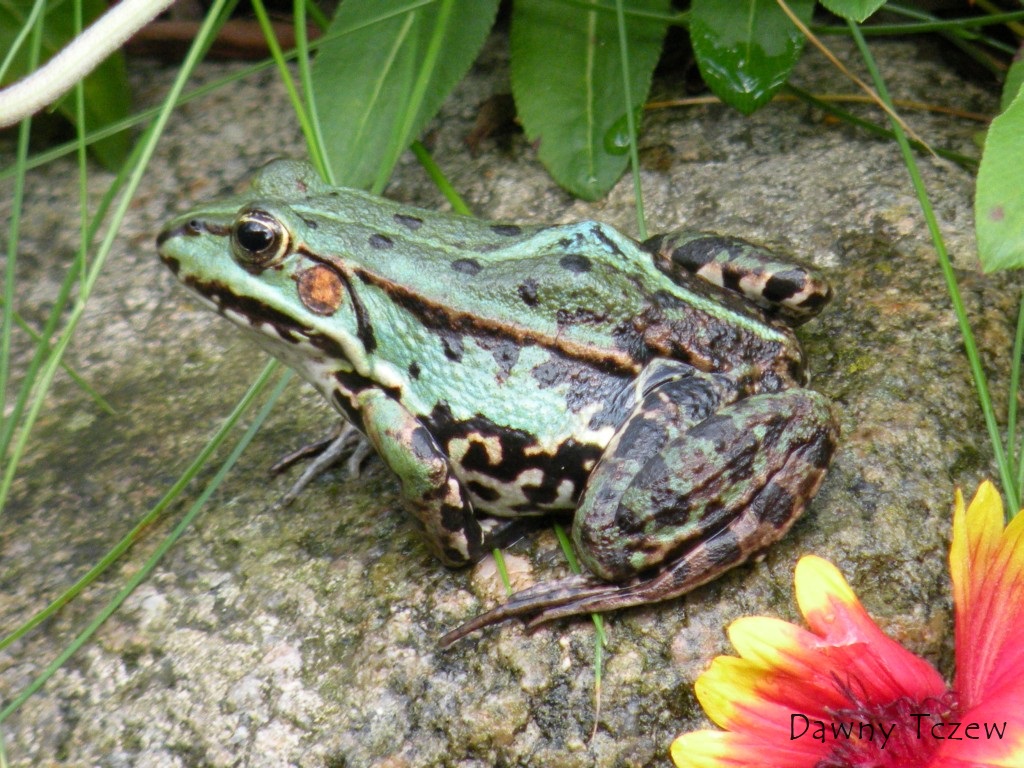 żabka.jpg