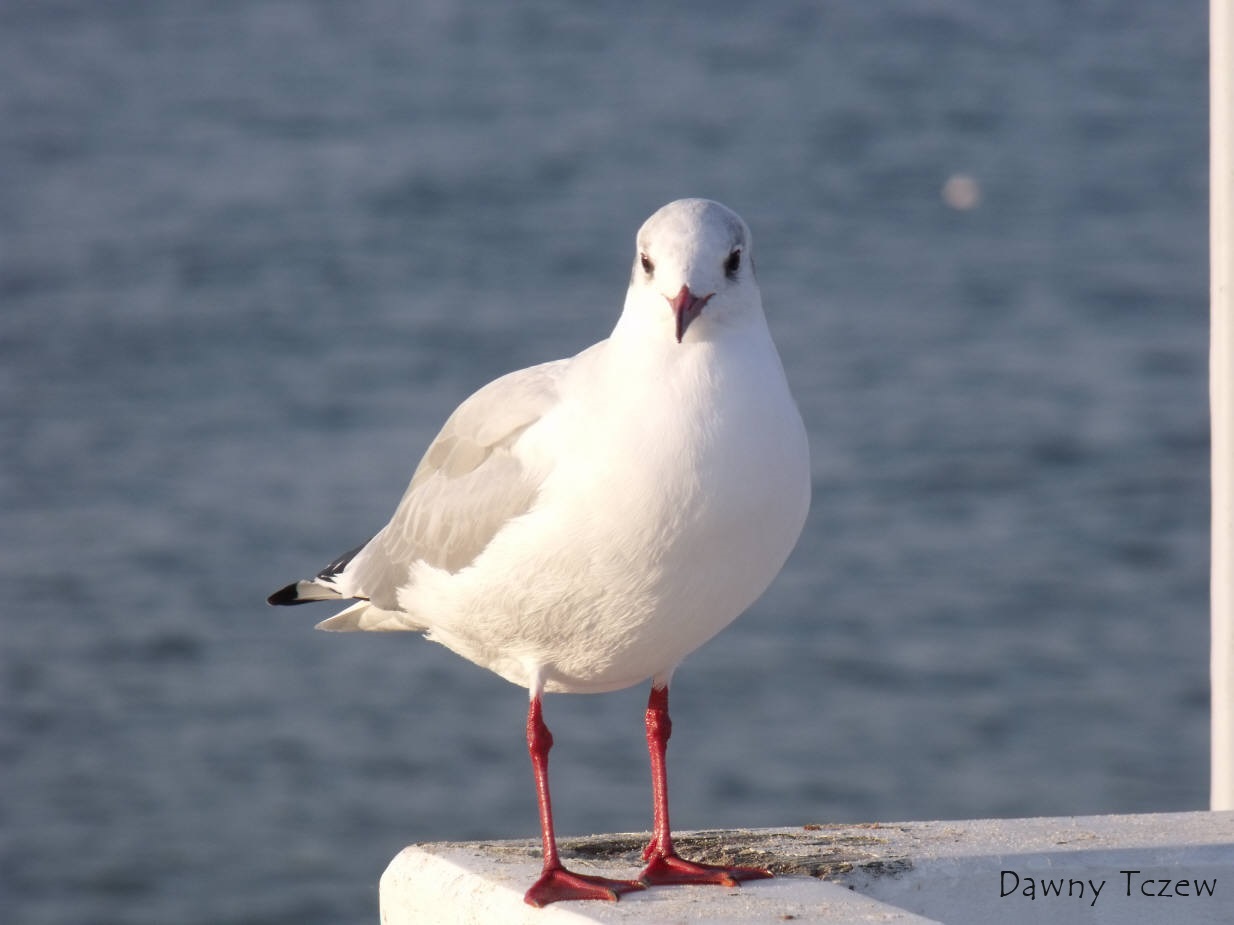 DSCF1158.jpg