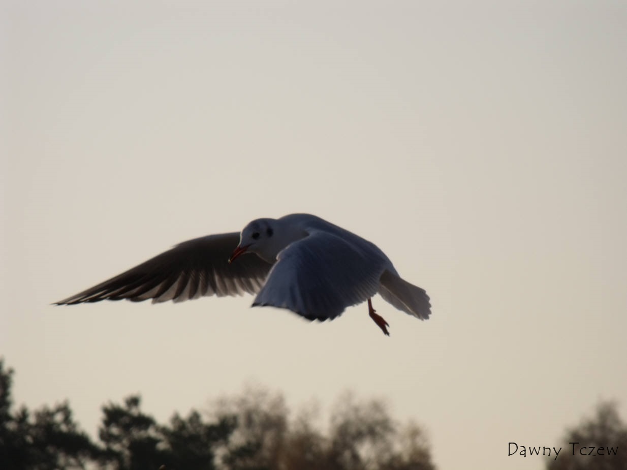 DSCF1152.jpg