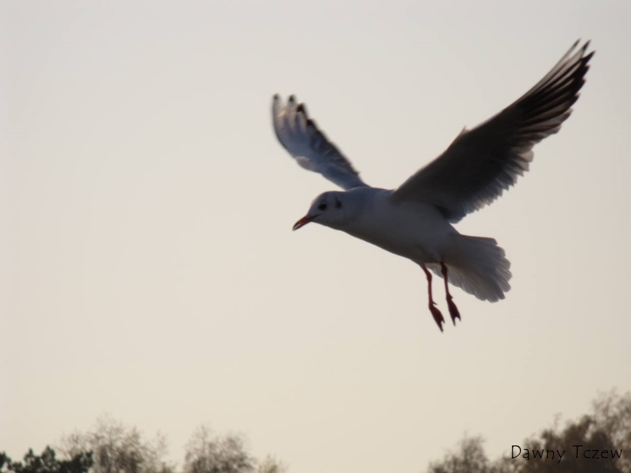 DSCF1153.jpg