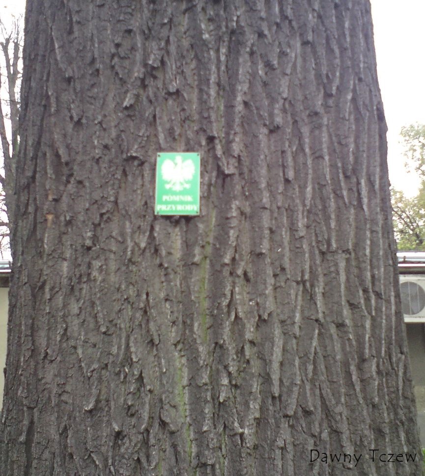 dąb.jpg